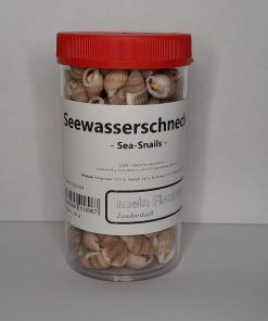 Seewasserschnecken
